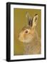 Mountain Hare (Lepus Timidus) in Alert Pose. Cairngorms National Park, Scotland, July-Fergus Gill-Framed Photographic Print