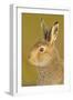 Mountain Hare (Lepus Timidus) in Alert Pose. Cairngorms National Park, Scotland, July-Fergus Gill-Framed Photographic Print