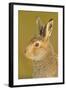 Mountain Hare (Lepus Timidus) in Alert Pose. Cairngorms National Park, Scotland, July-Fergus Gill-Framed Photographic Print