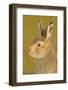 Mountain Hare (Lepus Timidus) in Alert Pose. Cairngorms National Park, Scotland, July-Fergus Gill-Framed Photographic Print