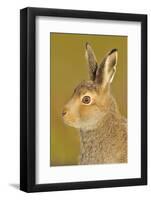 Mountain Hare (Lepus Timidus) in Alert Pose. Cairngorms National Park, Scotland, July-Fergus Gill-Framed Photographic Print