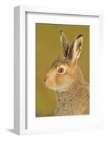 Mountain Hare (Lepus Timidus) in Alert Pose. Cairngorms National Park, Scotland, July-Fergus Gill-Framed Photographic Print