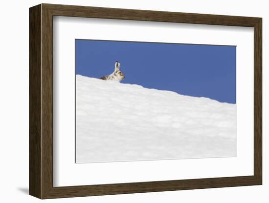 Mountain Hare (Lepus Timidus) in Partial Winter Coat, Peering over a Snow, Scotland, UK, April-Mark Hamblin-Framed Photographic Print