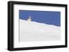 Mountain Hare (Lepus Timidus) in Partial Winter Coat, Peering over a Snow, Scotland, UK, April-Mark Hamblin-Framed Photographic Print