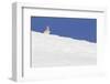 Mountain Hare (Lepus Timidus) in Partial Winter Coat, Peering over a Snow, Scotland, UK, April-Mark Hamblin-Framed Photographic Print