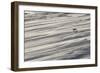 Mountain Hare (Lepus Timidus) in Winter Coat Running across a Snow Field, Scotland, UK-Mark Hamblin-Framed Photographic Print