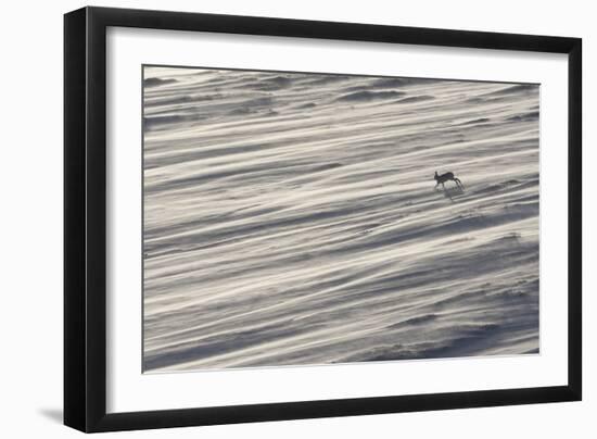 Mountain Hare (Lepus Timidus) in Winter Coat Running across a Snow Field, Scotland, UK-Mark Hamblin-Framed Photographic Print