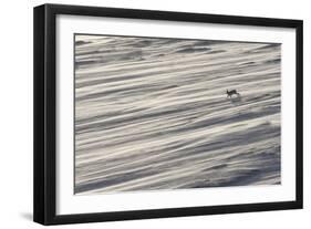 Mountain Hare (Lepus Timidus) in Winter Coat Running across a Snow Field, Scotland, UK-Mark Hamblin-Framed Photographic Print