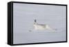 Mountain Hare (Lepus Timidus) in Winter Coat, Running across Snow, Cairngorms Np, Scotland-Mark Hamblin-Framed Stretched Canvas