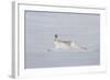 Mountain Hare (Lepus Timidus) in Winter Coat, Running across Snow, Cairngorms Np, Scotland-Mark Hamblin-Framed Photographic Print