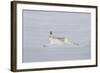 Mountain Hare (Lepus Timidus) in Winter Coat, Running across Snow, Cairngorms Np, Scotland-Mark Hamblin-Framed Photographic Print