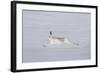 Mountain Hare (Lepus Timidus) in Winter Coat, Running across Snow, Cairngorms Np, Scotland-Mark Hamblin-Framed Photographic Print