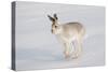 Mountain Hare (Lepus Timidus) in Winter Coat, Running across Snow, Scotland, UK, February-Mark Hamblin-Stretched Canvas