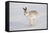 Mountain Hare (Lepus Timidus) in Winter Coat, Running across Snow, Scotland, UK, February-Mark Hamblin-Framed Stretched Canvas