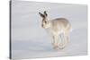 Mountain Hare (Lepus Timidus) in Winter Coat, Running across Snow, Scotland, UK, February-Mark Hamblin-Stretched Canvas