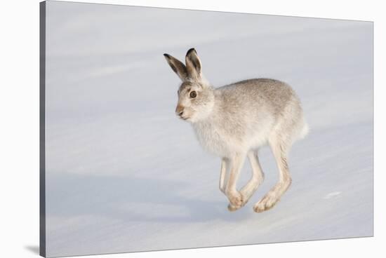 Mountain Hare (Lepus Timidus) in Winter Coat, Running across Snow, Scotland, UK, February-Mark Hamblin-Stretched Canvas