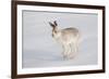 Mountain Hare (Lepus Timidus) in Winter Coat, Running across Snow, Scotland, UK, February-Mark Hamblin-Framed Photographic Print