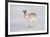 Mountain Hare (Lepus Timidus) in Winter Coat, Running across Snow, Scotland, UK, February-Mark Hamblin-Framed Photographic Print