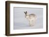 Mountain Hare (Lepus Timidus) in Winter Coat, Running across Snow, Scotland, UK, February-Mark Hamblin-Framed Photographic Print