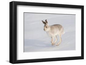 Mountain Hare (Lepus Timidus) in Winter Coat, Running across Snow, Scotland, UK, February-Mark Hamblin-Framed Photographic Print