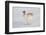 Mountain Hare (Lepus Timidus) in Winter Coat, Running across Snow, Scotland, UK, February-Mark Hamblin-Framed Photographic Print