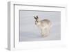 Mountain Hare (Lepus Timidus) in Winter Coat, Running across Snow, Scotland, UK, February-Mark Hamblin-Framed Photographic Print