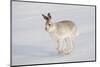 Mountain Hare (Lepus Timidus) in Winter Coat, Running across Snow, Scotland, UK, February-Mark Hamblin-Mounted Photographic Print
