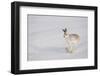 Mountain Hare (Lepus Timidus) in Winter Coat, Running across Snow, Scotland, UK, February-Mark Hamblin-Framed Photographic Print