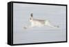 Mountain Hare (Lepus Timidus) in Winter Coat Running across Snow, Stretched at Full Length, UK-Mark Hamblin-Framed Stretched Canvas