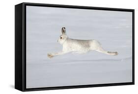 Mountain Hare (Lepus Timidus) in Winter Coat Running across Snow, Stretched at Full Length, UK-Mark Hamblin-Framed Stretched Canvas