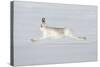 Mountain Hare (Lepus Timidus) in Winter Coat Running across Snow, Stretched at Full Length, UK-Mark Hamblin-Stretched Canvas