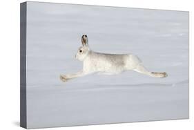 Mountain Hare (Lepus Timidus) in Winter Coat Running across Snow, Stretched at Full Length, UK-Mark Hamblin-Stretched Canvas