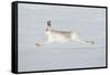 Mountain Hare (Lepus Timidus) in Winter Coat Running across Snow, Stretched at Full Length, UK-Mark Hamblin-Framed Stretched Canvas