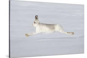 Mountain Hare (Lepus Timidus) in Winter Coat Running across Snow, Stretched at Full Length, UK-Mark Hamblin-Stretched Canvas
