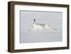 Mountain Hare (Lepus Timidus) in Winter Coat Running across Snow, Stretched at Full Length, UK-Mark Hamblin-Framed Photographic Print