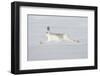 Mountain Hare (Lepus Timidus) in Winter Coat Running across Snow, Stretched at Full Length, UK-Mark Hamblin-Framed Photographic Print