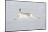 Mountain Hare (Lepus Timidus) in Winter Coat Running across Snow, Stretched at Full Length, UK-Mark Hamblin-Mounted Photographic Print