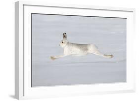 Mountain Hare (Lepus Timidus) in Winter Coat Running across Snow, Stretched at Full Length, UK-Mark Hamblin-Framed Photographic Print