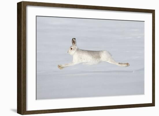 Mountain Hare (Lepus Timidus) in Winter Coat Running across Snow, Stretched at Full Length, UK-Mark Hamblin-Framed Photographic Print