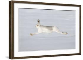 Mountain Hare (Lepus Timidus) in Winter Coat Running across Snow, Stretched at Full Length, UK-Mark Hamblin-Framed Photographic Print