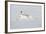 Mountain Hare (Lepus Timidus) in Winter Coat Running across Snow, Stretched at Full Length, UK-Mark Hamblin-Framed Photographic Print