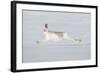 Mountain Hare (Lepus Timidus) in Winter Coat Running across Snow, Stretched at Full Length, UK-Mark Hamblin-Framed Photographic Print