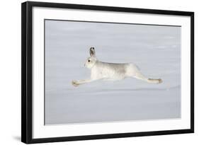 Mountain Hare (Lepus Timidus) in Winter Coat Running across Snow, Stretched at Full Length, UK-Mark Hamblin-Framed Photographic Print