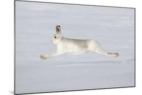 Mountain Hare (Lepus Timidus) in Winter Coat Running across Snow, Stretched at Full Length, UK-Mark Hamblin-Mounted Photographic Print