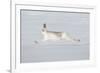 Mountain Hare (Lepus Timidus) in Winter Coat Running across Snow, Stretched at Full Length, UK-Mark Hamblin-Framed Photographic Print