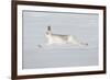 Mountain Hare (Lepus Timidus) in Winter Coat Running across Snow, Stretched at Full Length, UK-Mark Hamblin-Framed Photographic Print