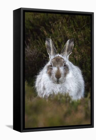 Mountain Hare (Lepus Timidus) in Winter Coat, Scottish Highlands, Scotland, United Kingdom, Europe-Ann & Steve Toon-Framed Stretched Canvas