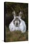 Mountain Hare (Lepus Timidus) in Winter Coat, Scottish Highlands, Scotland, United Kingdom, Europe-Ann & Steve Toon-Stretched Canvas