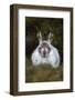 Mountain Hare (Lepus Timidus) in Winter Coat, Scottish Highlands, Scotland, United Kingdom, Europe-Ann & Steve Toon-Framed Photographic Print