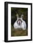 Mountain Hare (Lepus Timidus) in Winter Coat, Scottish Highlands, Scotland, United Kingdom, Europe-Ann & Steve Toon-Framed Photographic Print